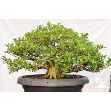 Kimeng (Ficus microcarpha)